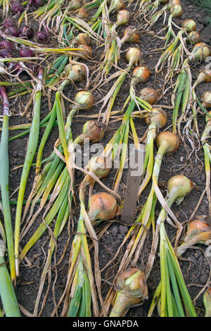 Cresciuto in casa le cipolle essiccazione in patch vegetale Foto Stock