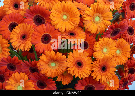 Molti orange gerbera in bella composizione floreale Foto Stock