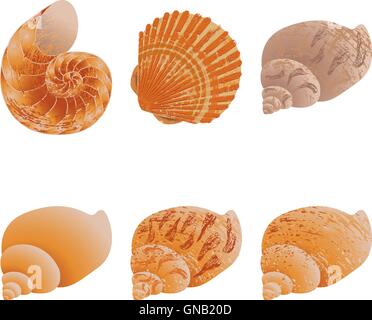 Set di vettore di 6 conchiglie. In toni di marrone Illustrazione Vettoriale