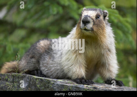 Marmotta con sfondo verde in Alberta. In Canada. Posizione orizzontale Foto Stock