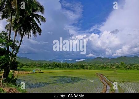 Campo di riso con palm Foto Stock