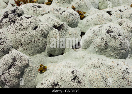 Close up di licheni comunemente chiamato rock moss Foto Stock