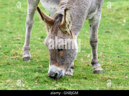 Testa, collo e zampe anteriori di grigio di un pascolo asino sull'erba Foto Stock
