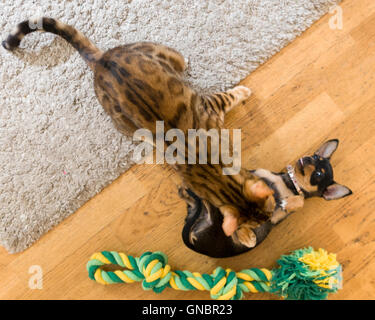 Femmina Gatto bengala e femmina Chihuahua cucciolo giocare in lotta per il pet toy modello di rilascio: No. Proprietà di rilascio: Sì (di cane e di gatto). Foto Stock