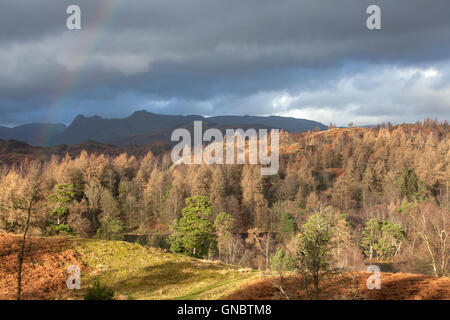 Tarn Hows con il Landgale Pikes in distanza, Parco Nazionale del Distretto dei Laghi, Cumbria, England Regno Unito Foto Stock