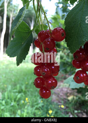 Ribes rossi freschi o ribes rosso in un giardino Foto Stock