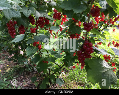 Ribes rossi freschi o ribes rosso in un giardino Foto Stock