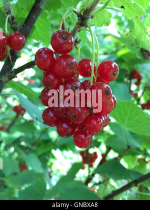 Ribes rossi freschi o ribes rosso in un giardino Foto Stock