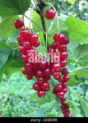 Ribes rossi freschi o ribes rosso in un giardino Foto Stock