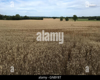 Campo di grano in Normandia, Francia Foto Stock