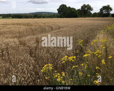 Campo di grano in Normandia, Francia Foto Stock