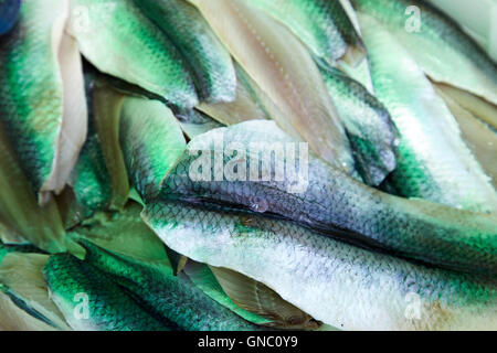 Aringa freschi i filetti di pesce Foto Stock