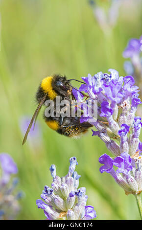 Giardino Bumblebee 'Bombus hortorum' su una pianta di lavanda, England, Regno Unito Foto Stock