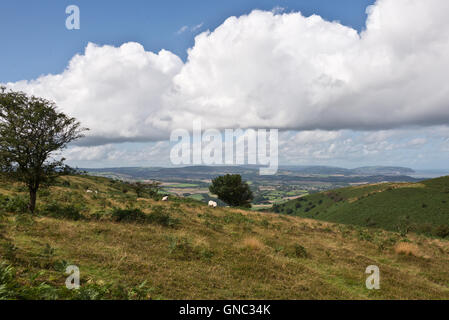 Un estate vista su tutta la parte superiore della collina Weacombe sui Quantocks nel Somerset guardando ad ovest verso Minehead e Exmoor Foto Stock