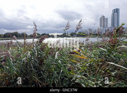 Woodberry Zone Umide riserva naturale, a nord di Londra Foto Stock