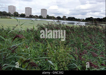 Woodberry Zone Umide riserva naturale, a nord di Londra Foto Stock