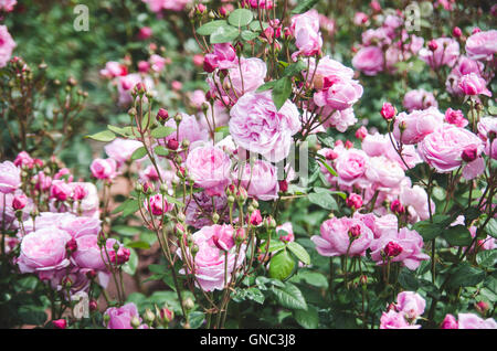 International Rose Test Garden, Washington Park, Portland, Oregon, Stati Uniti d'America Foto Stock