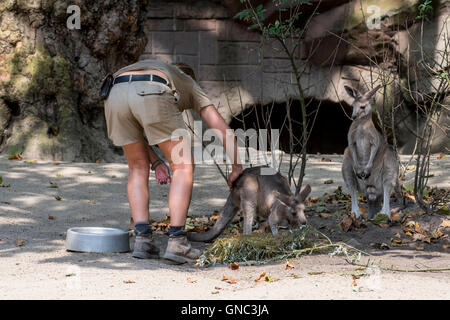 Controllo Zookeeper sul grigio orientale canguri (Macropus giganteus) in involucro in corrispondenza del Zoo di Anversa, Belgio Foto Stock