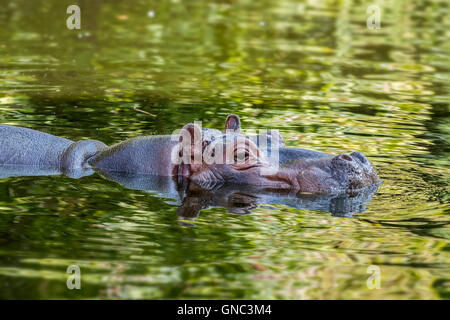 Comune (ippopotamo Hippopotamus amphibius) parzialmente sommerso in stagno a Zoo di Anversa, Belgio Foto Stock