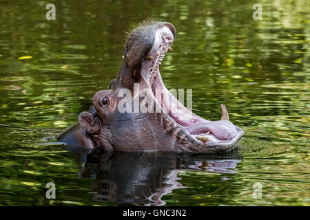 Close up di comune ippopotamo (Hippopotamus amphibius) in stagno a sbadigliare e a mostrare i denti in bocca aperta Foto Stock