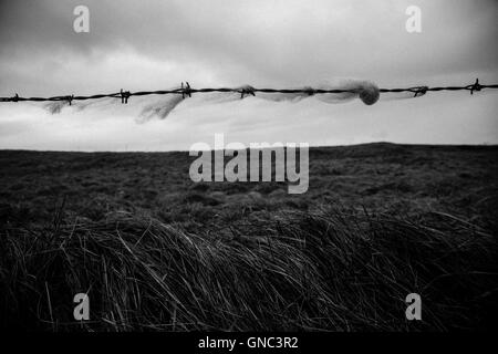 La lana catturato sul filo spinato con il paesaggio rurale in background sul giorno nuvoloso, Irlanda Foto Stock