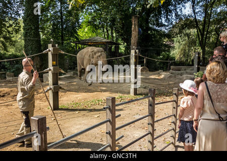 Zookeeper nel contenitore con elefanti asiatici / elefante Asiatico (Elephas maximus) a parlare con i visitatori al Zoo di Anversa, Belgio Foto Stock