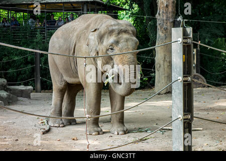 Elefante asiatico / elefante Asiatico (Elephas maximus) al Zoo di Anversa, Belgiumat il Zoo di Anversa, Belgio Foto Stock