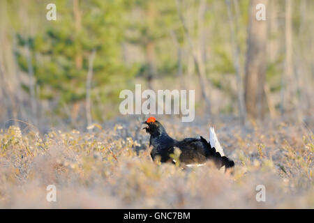Maschio nero gallo cedrone (Tetrao tetrix) a palude corteggiare posto la mattina presto. Foto Stock