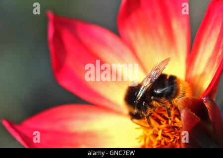 Bel fiore giallo con delicati petali e stamens di un cactus rotondo con  spine acuminate Foto stock - Alamy