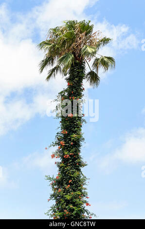 Paesaggio mediterraneo elementi. Palm tree con tronco coperto di piante rampicanti con fiori di colore rosso. Il cielo blu con nuvole bianche. Foto Stock