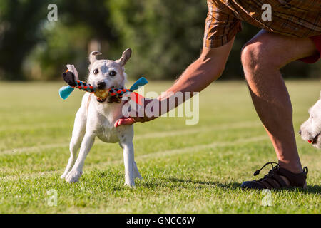 L uomo è in corso di riproduzione con il suo Parson Russell Terrier Foto Stock