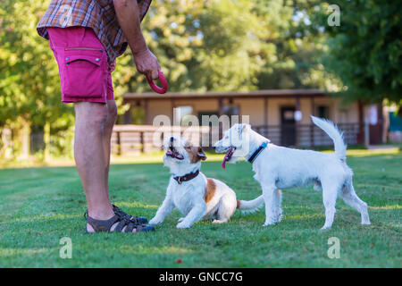 L uomo è in corso di riproduzione con il suo Parson Russell Terrier Foto Stock