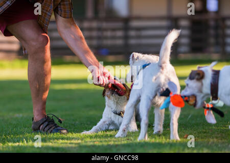 L uomo è in corso di riproduzione con il suo Parson Russell Terrier Foto Stock