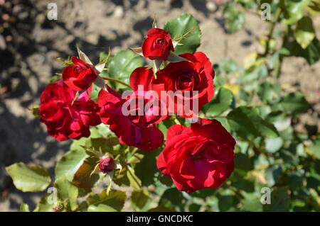 Hybrid Rosa Tea "sorella Lincoln' Foto Stock