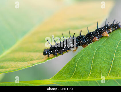 I bruchi sulle foglie close up Foto Stock