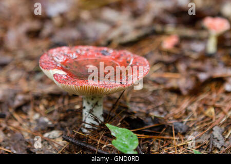 Red toadstool riempito con acqua dopo la pioggia sul suolo della foresta Foto Stock