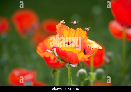 Api mellifere raccogliendo il nettare e polline da Oriental papavero, Papaver orientale Foto Stock