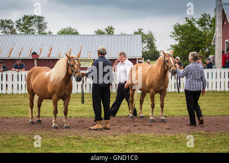 Prince Edward Island, Canada, 27,2016 Aug. I concorrenti che mostra al Prince Edward Island Match di aratura & Fiera Agricola Foto Stock