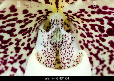 Close up Paphiopedilum staminode (lady slipper orchid) Foto Stock