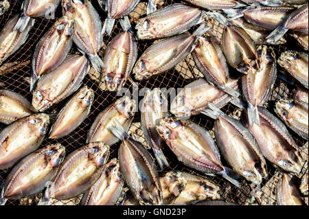 Asciugare i pesci sul net nella giornata di sole Foto Stock