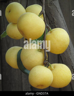 Pere asiatiche cresce su Asian pear tree Foto Stock