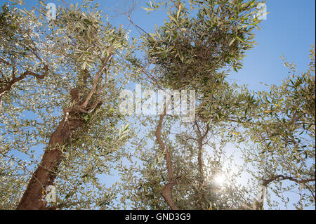 Albero di olivo dettaglio ramo con alcune olive verdi pronti per la raccolta cielo blu in background