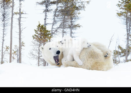 Orso polare madre (Ursus maritimus) disteso con due cani giocando, Wapusk National Park, Manitoba, Canada Foto Stock