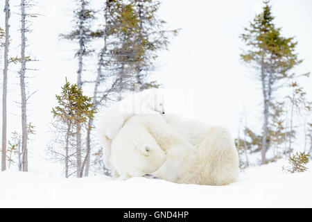 Orso polare madre (Ursus maritimus) disteso con due cani giocando, Wapusk National Park, Manitoba, Canada Foto Stock