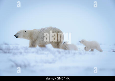 Orso polare madre (Ursus maritimus) con due cuccioli camminando sulla tundra all'imbrunire, Wapusk National Park, Manitoba, Canada Foto Stock