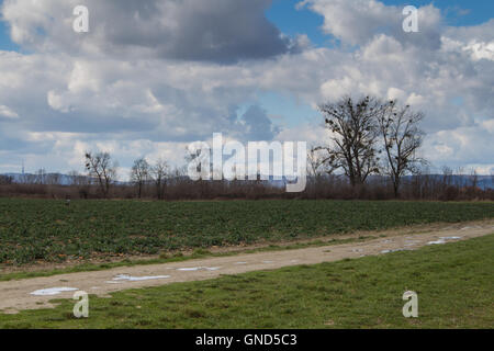 Fine periodo invernale. Erba e nuovo campo verde, alberi ancora senza foglie. Pozzanghere dopo la pioggia notturna che riflette il cielo nuvoloso. Foto Stock