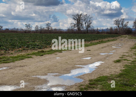 Fine periodo invernale. Erba e nuovo campo verde, alberi ancora senza foglie. Pozzanghere dopo la pioggia notturna che riflette il cielo nuvoloso. Foto Stock