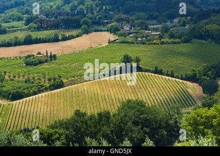 Vigneti vicino a Montepulciano in provincia di Siena, Toscana, Italia. La zona è famosa per la produzione di vino Foto Stock