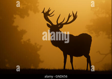 Il cervo (Cervus elaphus) silhouette Foto Stock