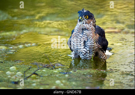 Eurasian Sparviero (Accipiter nisus) Foto Stock